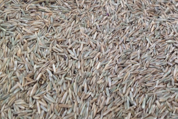 黑麦草种子多少钱一斤