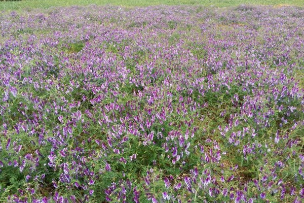 光叶紫花苕种子