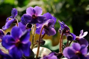 紫罗兰种子种植方法及批发价格