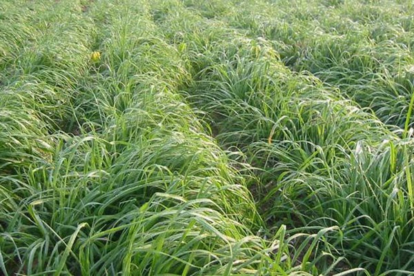 冬牧70黑麦草种植方法