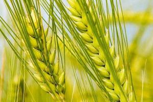 大麦种子萌发需要的湿度、温度