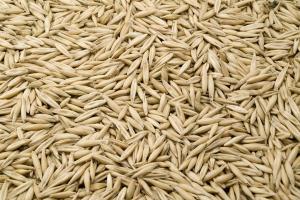 燕麦种子多少钱一斤(2022年新)