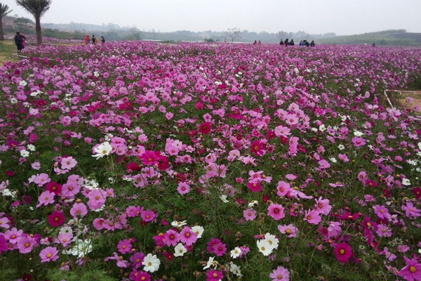 格桑花