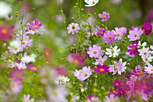 格桑花