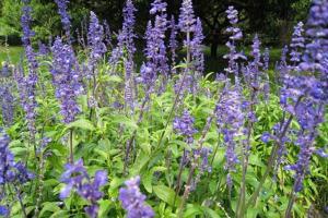 紫花鼠尾草种子种植方法及批发价格