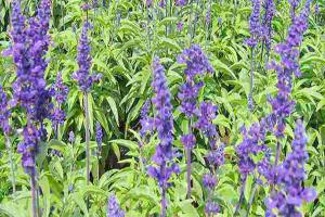 蓝萼(花)鼠尾草种子种植方法及批发价格