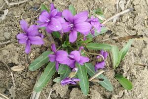 紫花地丁种子播种方法及批发价格