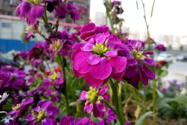 紫罗兰种子种植方法