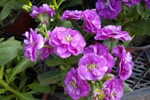 最新的紫罗兰种子价格,紫罗兰种子多少钱一斤