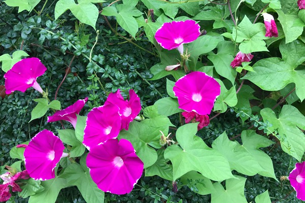 牵牛花什么季节开花