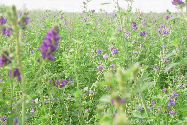 紫花苜蓿一亩用几斤种子，什么时候种