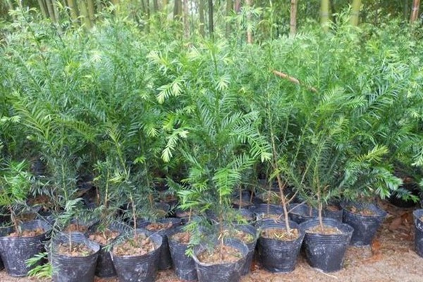 红豆杉种子催芽及种植方法