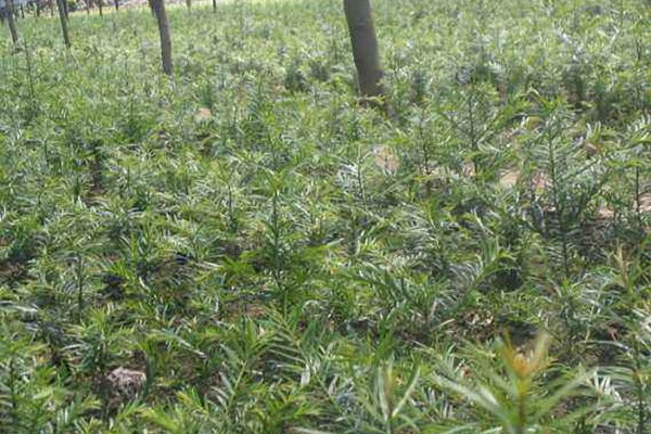 红豆杉种子催芽及种植方法