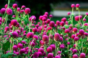 千日紫种子播种方法及批发价格