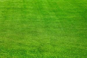 足球场专用草坪有哪些品种,足球场用的草坪是什么草种