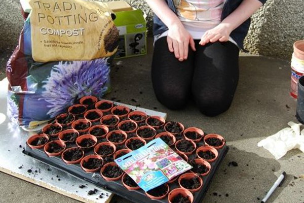 麝香豌豆花种子的种植方法