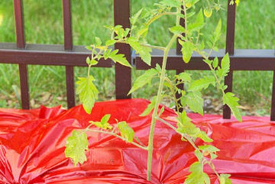 做好十点，轻松种植好西红柿!