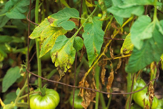 番茄常见的六个病虫害防治方法