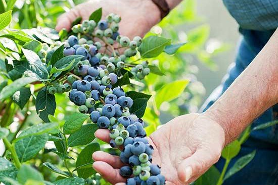花园里种植蓝莓的技巧及注意事项