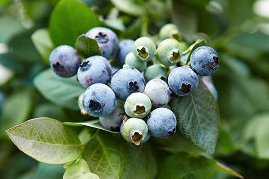 花园里种植蓝莓的技巧及注意事项