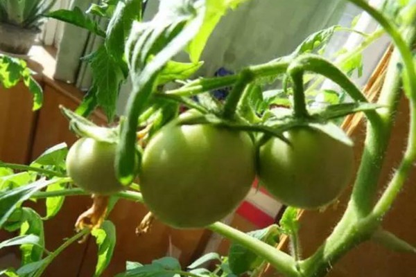 阳台种植西红柿的详细攻略