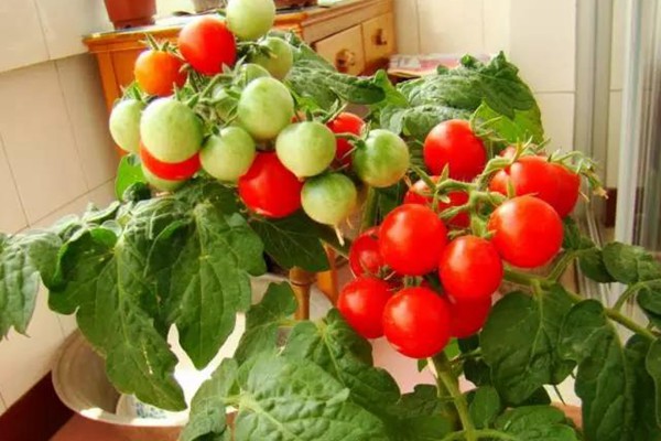 阳台种植西红柿的详细攻略