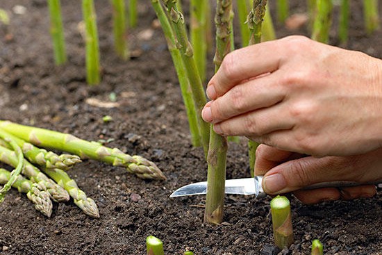 芦笋的种植时间及种植方法