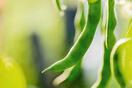 豌豆种植你需要了解的几个注意事项