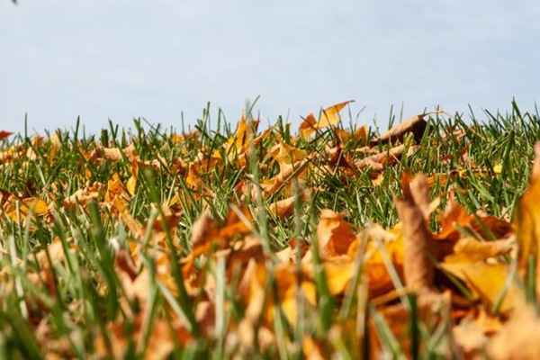 秋天要注意清除草坪上的落叶及枯草