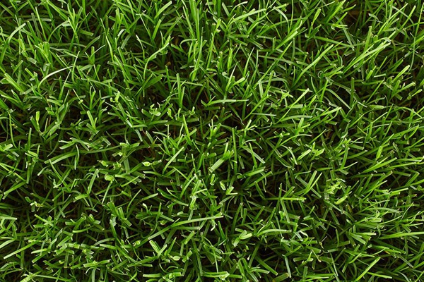 耐旱的草坪品种有哪些？