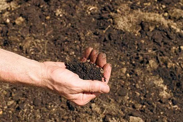 如何改良花园里的土壤