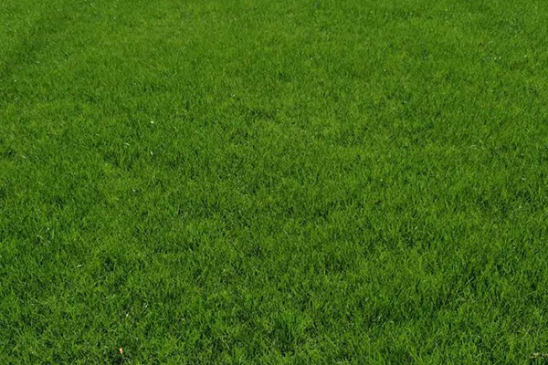 多年生黑麦草草坪种植及养护方法