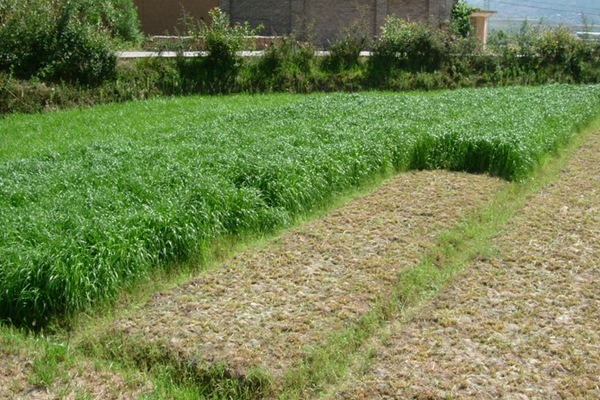 一年生黑麦草的种植方法及收割时机