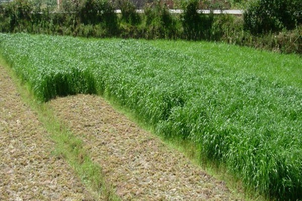 一年生黑麦草的种植方法及收割时机
