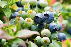 花园里种植蓝莓的技巧及注意事项