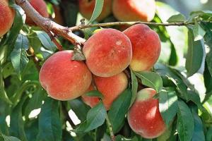 桃树的种植指南,桃树的种植管理方法
