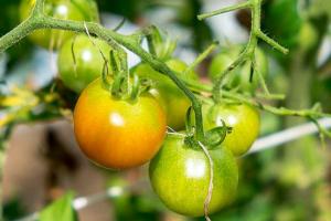 西红柿老长不熟是什么原因