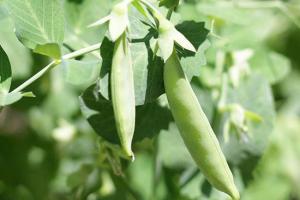 豌豆种植你需要了解的几个注意事项
