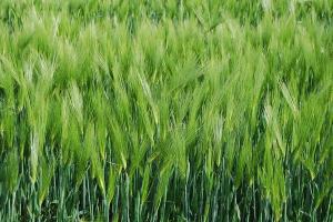 大麦种子应该如何种植,大麦的种植技术