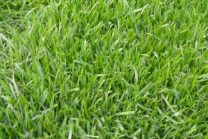 早熟禾草坪的种植方法及养护技巧