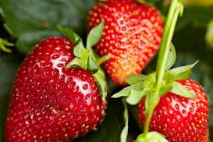 非常全面的草莓种植方法介绍