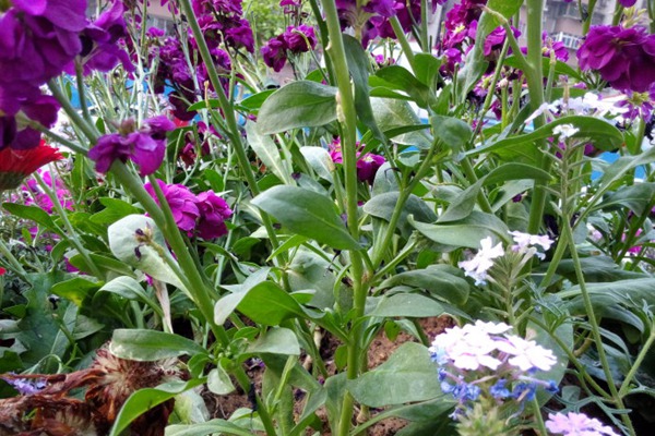 紫罗兰花的品种与图片大全