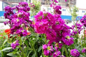 紫罗兰花的品种与图片大全