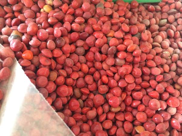 红豆树种子