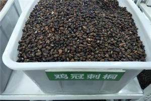 鸡冠刺桐种子价格及种植方法