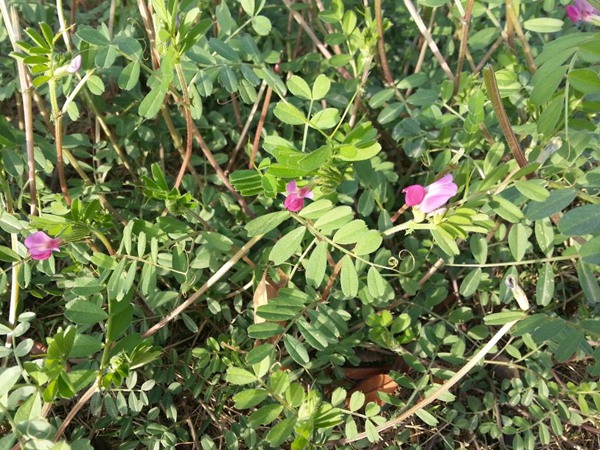 紫花苜蓿的种植技术及管理要点