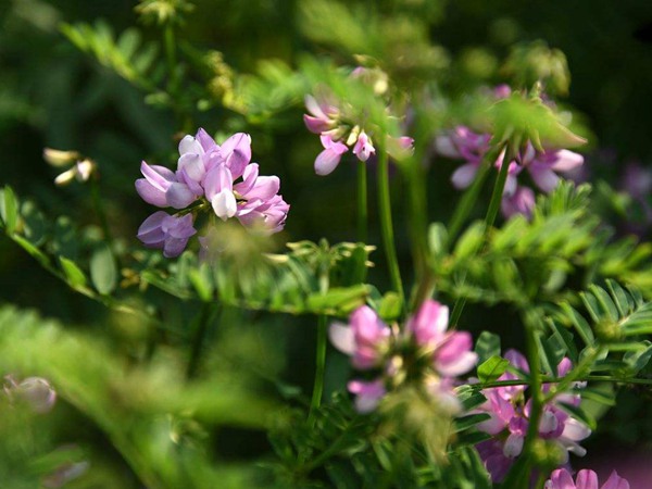 紫花苜蓿的种植技术及管理要点