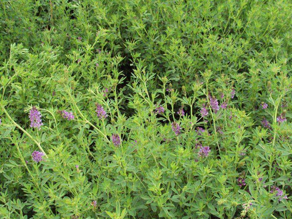 紫花苜蓿的种植技术及管理要点