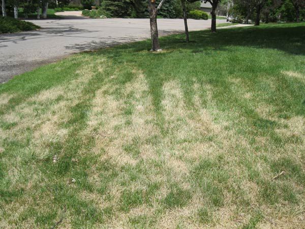 草坪种植过程中经常遇到的八个问题