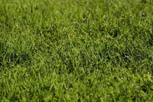 草坪上的棕色斑块如何防治，草坪褐斑病防治方法